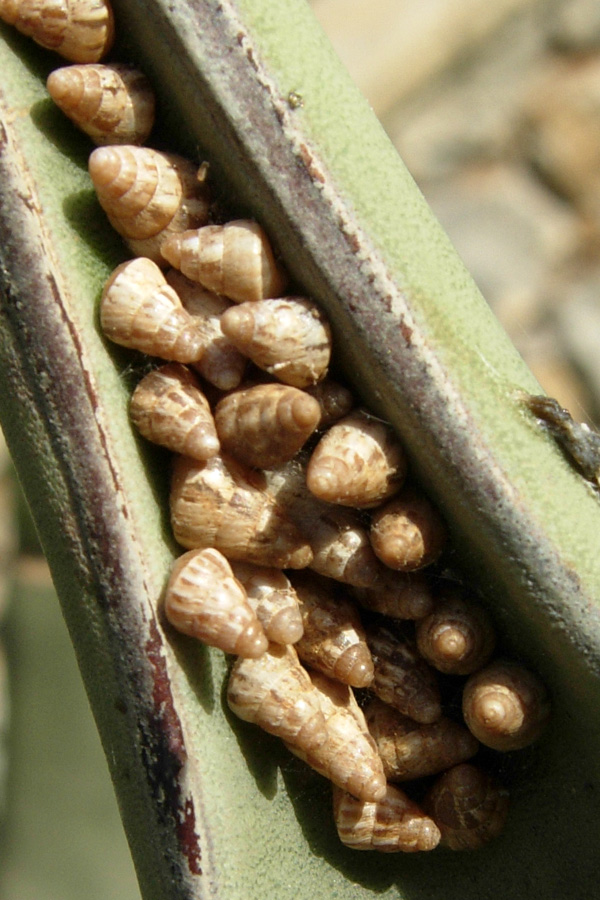Da Creta: Hygromidae????